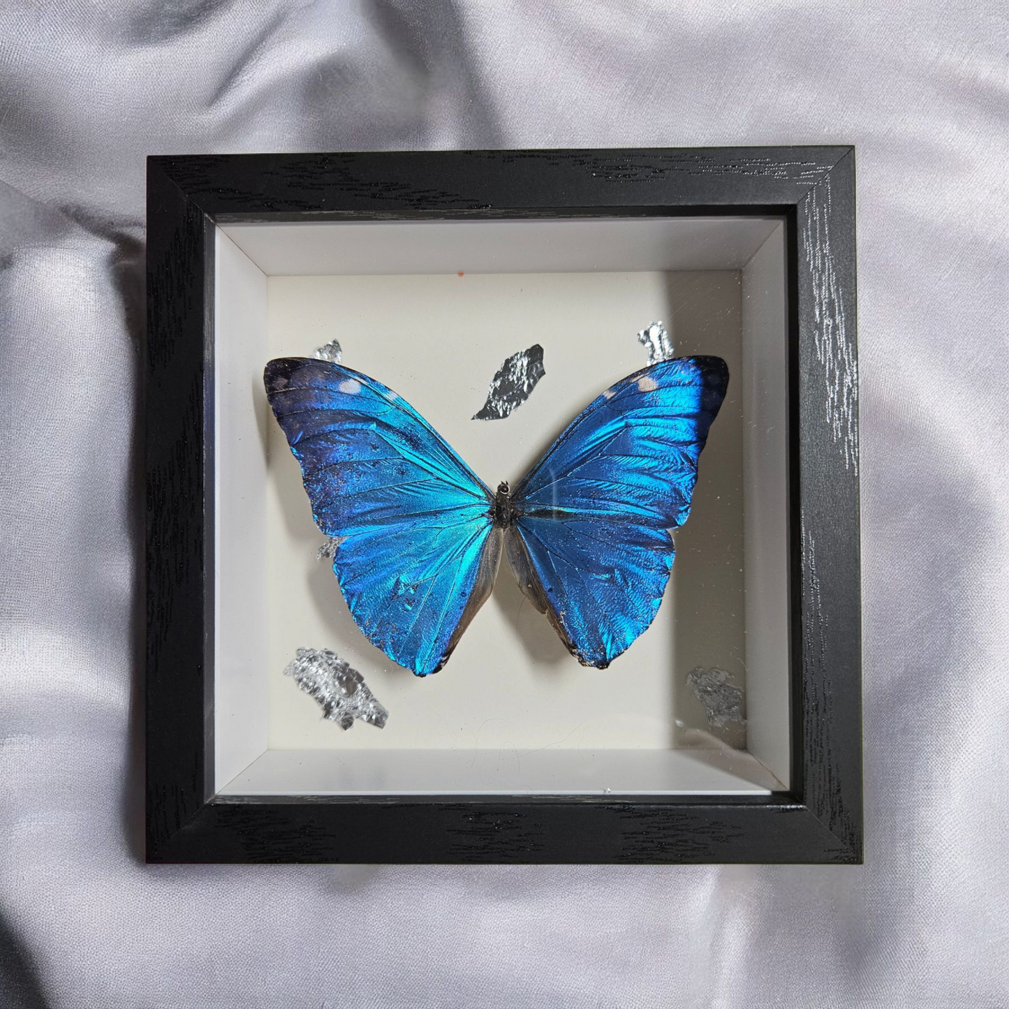Morpho Adonis Butterfly